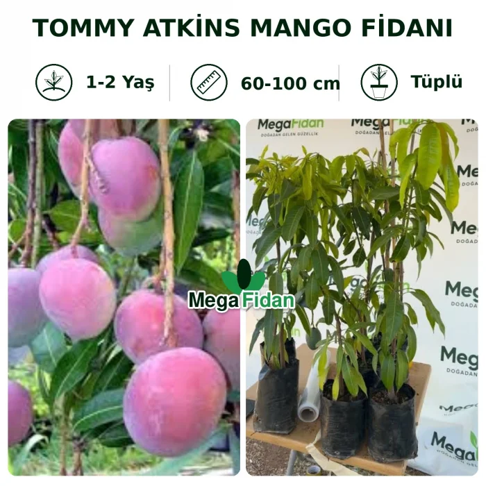 Tommy Atkins Mango Fidanı | 1-2 Yaş | 60-100 cm | Tüplü