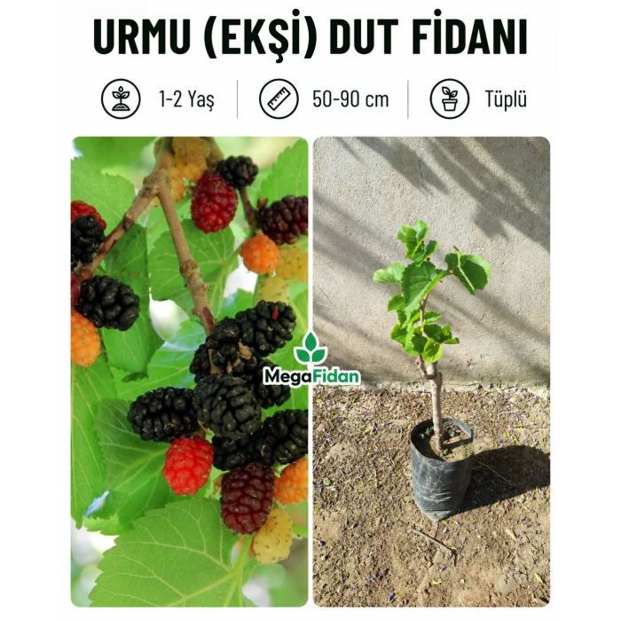 Urmu (Ekşi) Dut Fidanı | 1-2 Yaş | 50-90 cm | Tüplü