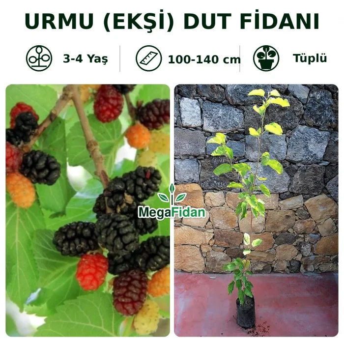 Urmu (Ekşi) Dut Fidanı | 3-4 Yaş | 100-140 cm | Tüplü