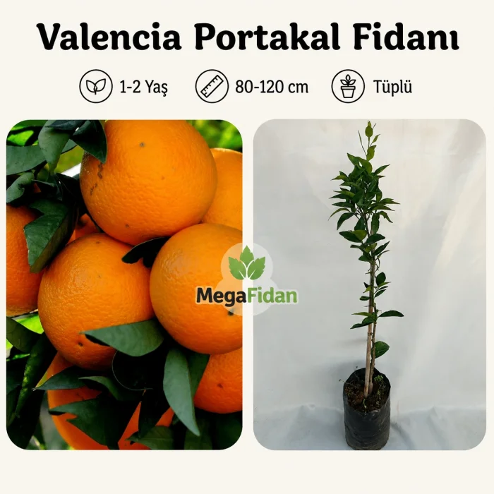 Valencia Portakal Fidanı 1-2 Yaş | 80-120 cm | Tüplü