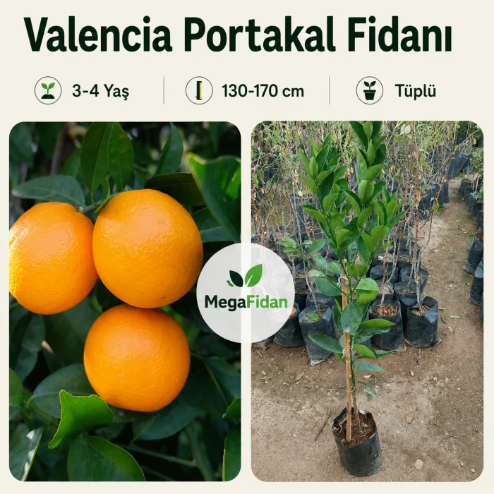 Valencia Portakal Fidanı 3-4 Yaş | 130-170 cm | Tüplü