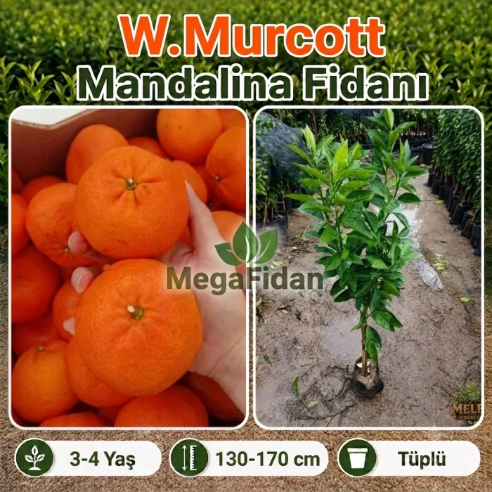 W.Murcott Mandalina Fidanı 3-4 Yaş | 130-170 cm | Tüplü
