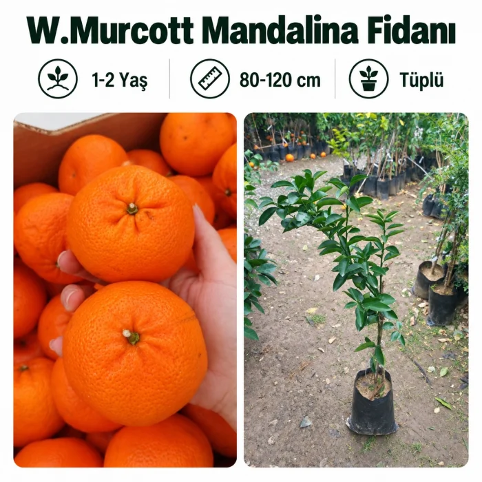 W.Murcott Mandalina Fidanı 1-2 Yaş | 80-120 cm | Tüplü