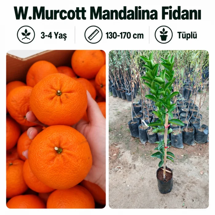 W.Murcott Mandalina Fidanı 3-4 Yaş | 130-170 cm | Tüplü