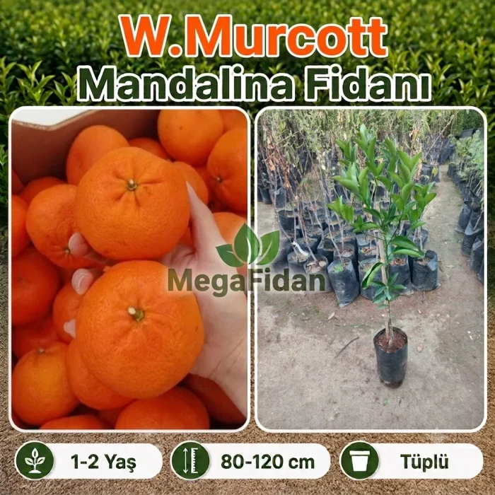 W Murcott Mandalina Fidanı (1-2 Yaşında 80-120 cm)