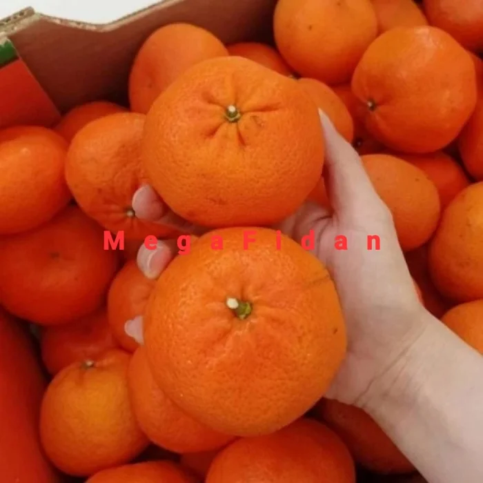 W Murcott Mandalina Fidanı (1-2 Yaşında 80-120 cm)