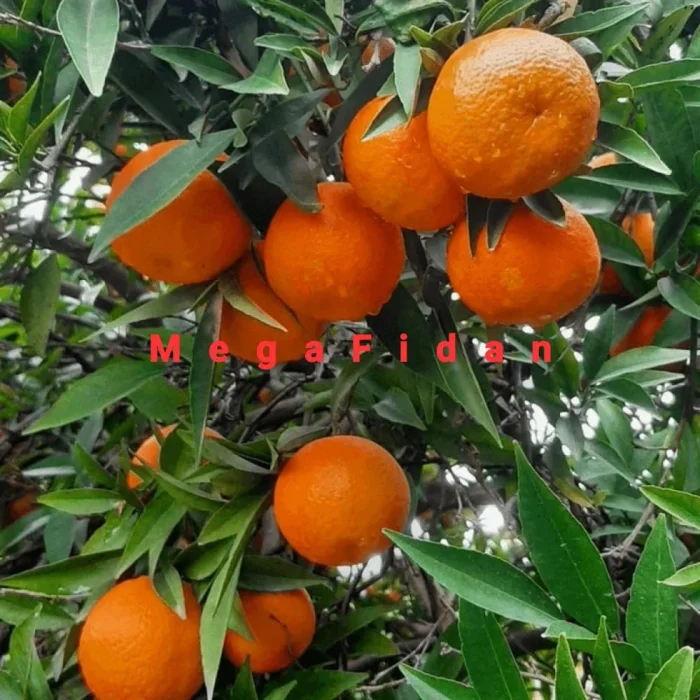 W Murcott Mandalina Fidanı (3-4 Yaşında 130-170 cm)