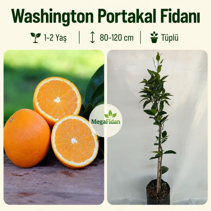 Washington Portakal Fidanı 1-2 Yaş | 80-120 cm | Tüplü