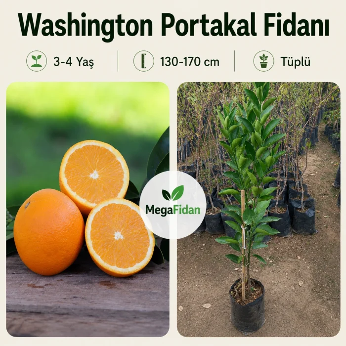 Washington Portakal Fidanı 3-4 Yaş | 130-170 cm | Tüplü