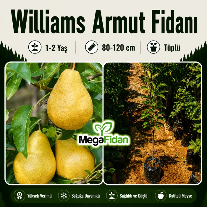 Williams Armut Fidanı 1-2 Yaş | 80-120 cm | Tüplü