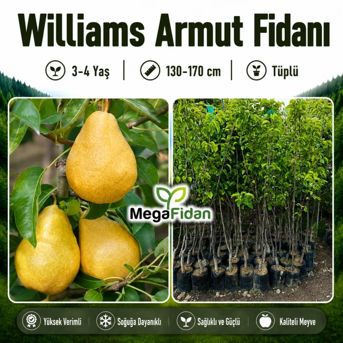 Williams Armut Fidanı 3-4 Yaş | 130-170 cm | Tüplü