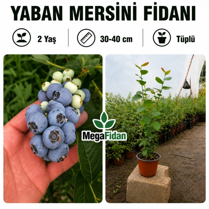 Yaban Mersini Fidanı | 2 Yaş | 30-40 cm | Tüplü