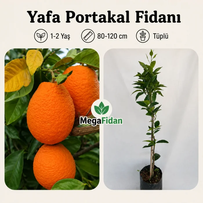 Yafa Portakal Fidanı 1-2 Yaş | 80-120 cm | Tüplü