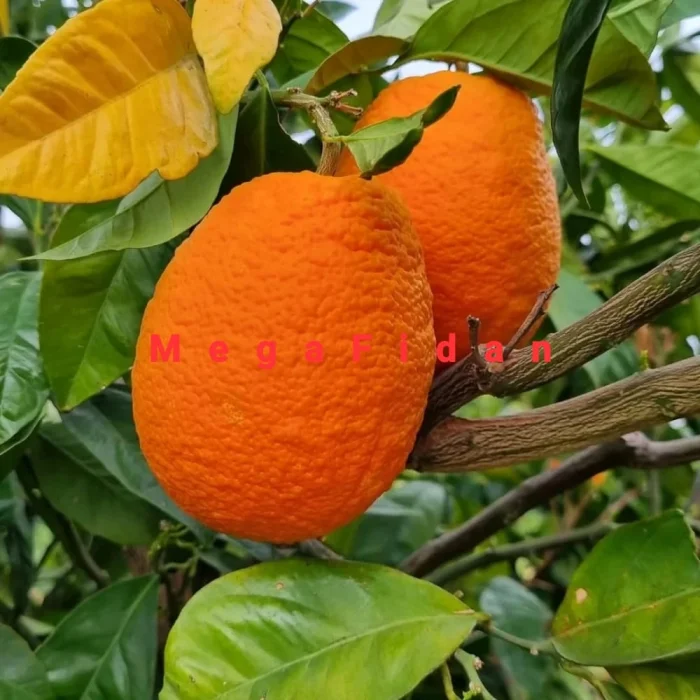 Yafa Portakal Fidanı 1-2 Yaş | 80-120 cm | Tüplü