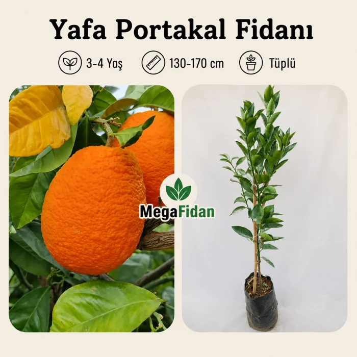 Yafa Portakal Fidanı 3-4 Yaş | 130-170 cm | Tüplü