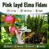 Pink layd Elma Fidanı 3-4 Yaş | 130-170 cm | Tüplü