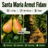 Santa Maria Armut Fidanı 1-2 Yaş | 80-120 cm | Tüplü