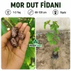 Mor Dut Fidanı | 1-2 Yaş | 80-120 cm | Tüplü