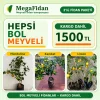 3lü Bodur Narenciyeye Kampanya Seti
