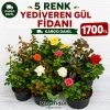 5Li Yediveren Gül Kampanya Seti