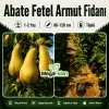 Abate Fetel Armut Fidanı 1-2 Yaş | 80-120 cm | Tüplü