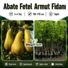 Abate Fetel Armut Fidanı 3-4 Yaş | 130-170 cm | Tüplü