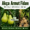 Akça Armut Fidanı 1-2 Yaş | 80-120 cm | Tüplü