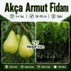 Akça Armut Fidanı 3-4 Yaş | 130-170 cm | Tüplü