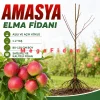 Amasya (Misket) Elma Fidanı 1-2 Yaş | 80-120 cm | Açık Köklü