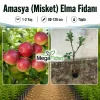 Amasya (Misket) Elma Fidanı 1-2 Yaş | 80-120 cm | Tüplü