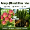 Amasya (Misket) Elma Fidanı 3-4 Yaş | 130-170 cm | Tüplü