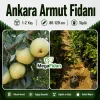 Ankara Armut Fidanı 1-2 Yaş | 80-120 cm | Tüplü