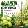 Arjantin (Granny Smith) Elma Fidanı 1-2 Yaş | 80-120 cm | Açık Köklü