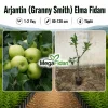 Arjantin (Granny Smith) Elma Fidanı 1-2 Yaş | 80-120 cm | Tüplü