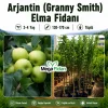 Arjantin (Granny Smith) Elma Fidanı 3-4 Yaş | 130-170 cm | Tüplü