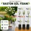 Beyaz Renkli Baston Gül Fidanı 1-2 Yaş | 80-120 cm | Tüplü