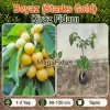 Beyaz (Starks Gold) Kiraz Fidanı | 1-2 Yaş | 80-120 cm | Tüplü
