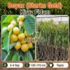 Beyaz (Starks Gold) Kiraz Fidanı | 3-4 Yaş | 130-170 cm | Tüplü