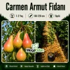 Carmen Armut Fidanı 1-2 Yaş | 80-120 cm | Tüplü