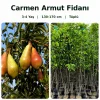 Carmen Armut Fidanı 3-4 Yaş | 130-170 cm | Tüplü