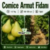 Comice Armut Fidanı 1-2 Yaş | 80-120 cm | Tüplü