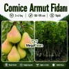 Comice Armut Fidanı 3-4 Yaş | 130-170 cm | Tüplü