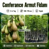 Conferance Armut Fidanı 3-4 Yaş | 130-170 cm | Tüplü