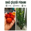 Dağ Çileği Fidanı | 3-4 Yaş | 80-120 cm | Tüplü