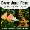 Deveci Armut Fidanı 1-2 Yaş | 80-120 cm | Tüplü