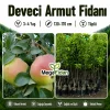 Deveci Armut Fidanı 3-4 Yaş | 130-170 cm | Tüplü
