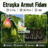 Etruşka Armut Fidanı 3-4 Yaş | 130-170 cm | Tüplü