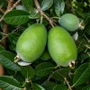 Feijoa (Kaymak Ağacı) Fidanı
