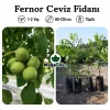 Fernor Ceviz Fidanı | 1-2 Yaş | 80-120 cm | Tüplü