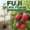 Fuji Elma Fidanı | 1-2 Yaş | 80-120 cm | Tüplü